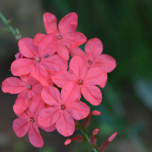 Buy Plumbago Red (Plumbago Indica) - Plant Online at Lalitenterprise