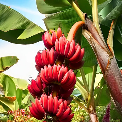 Buy Red Banana | Musa Acuminata "Red Dacca" - Plant Online at Lalitenterprise