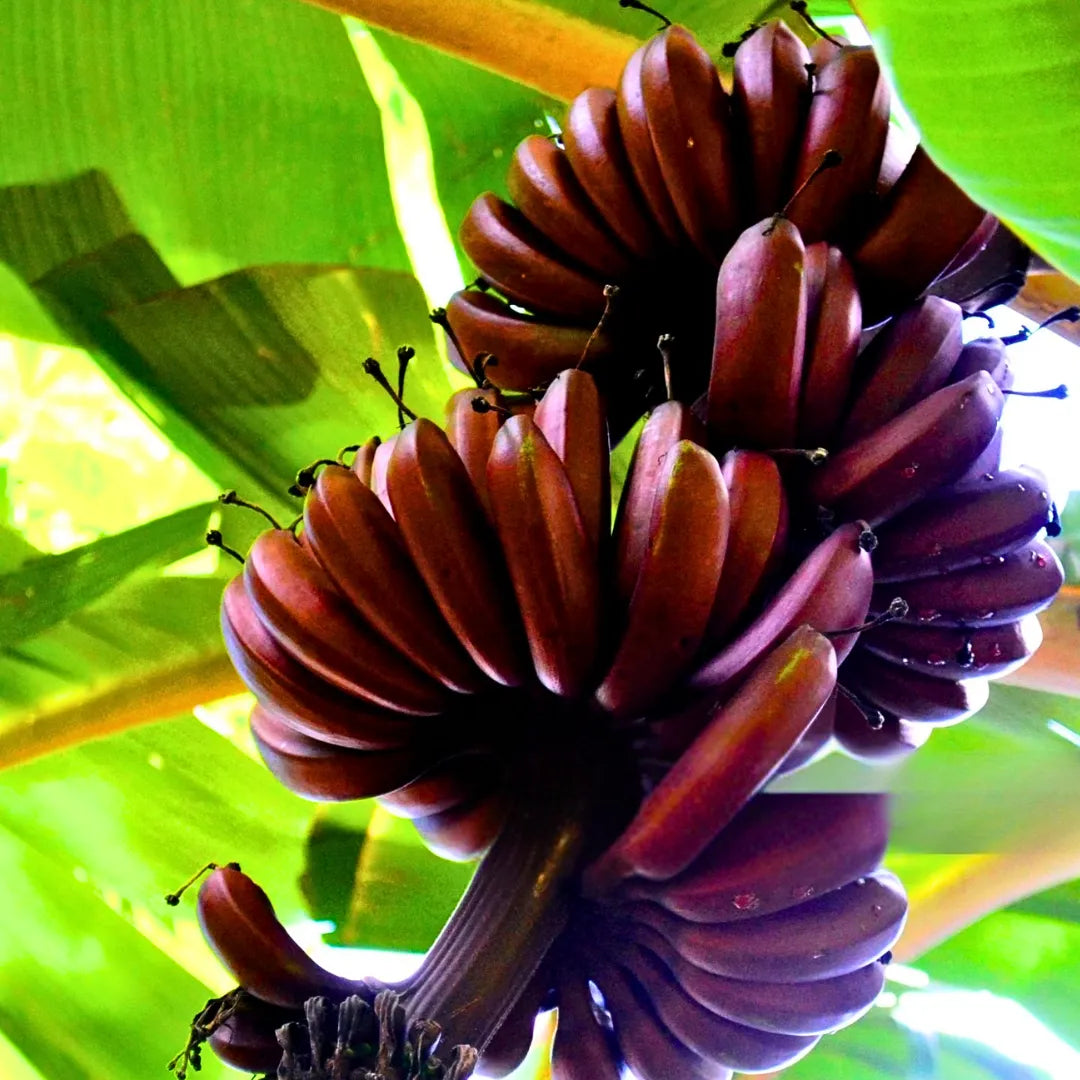 Buy Musa Acuminata "Red Dacca" - Plant Online at Lalitenterprise