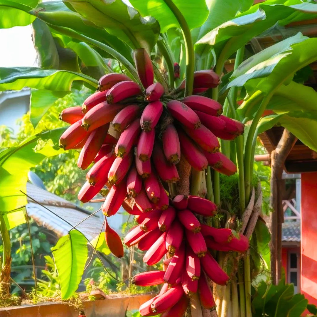 Buy Red Banana - Plant Online at Lalitenterprise