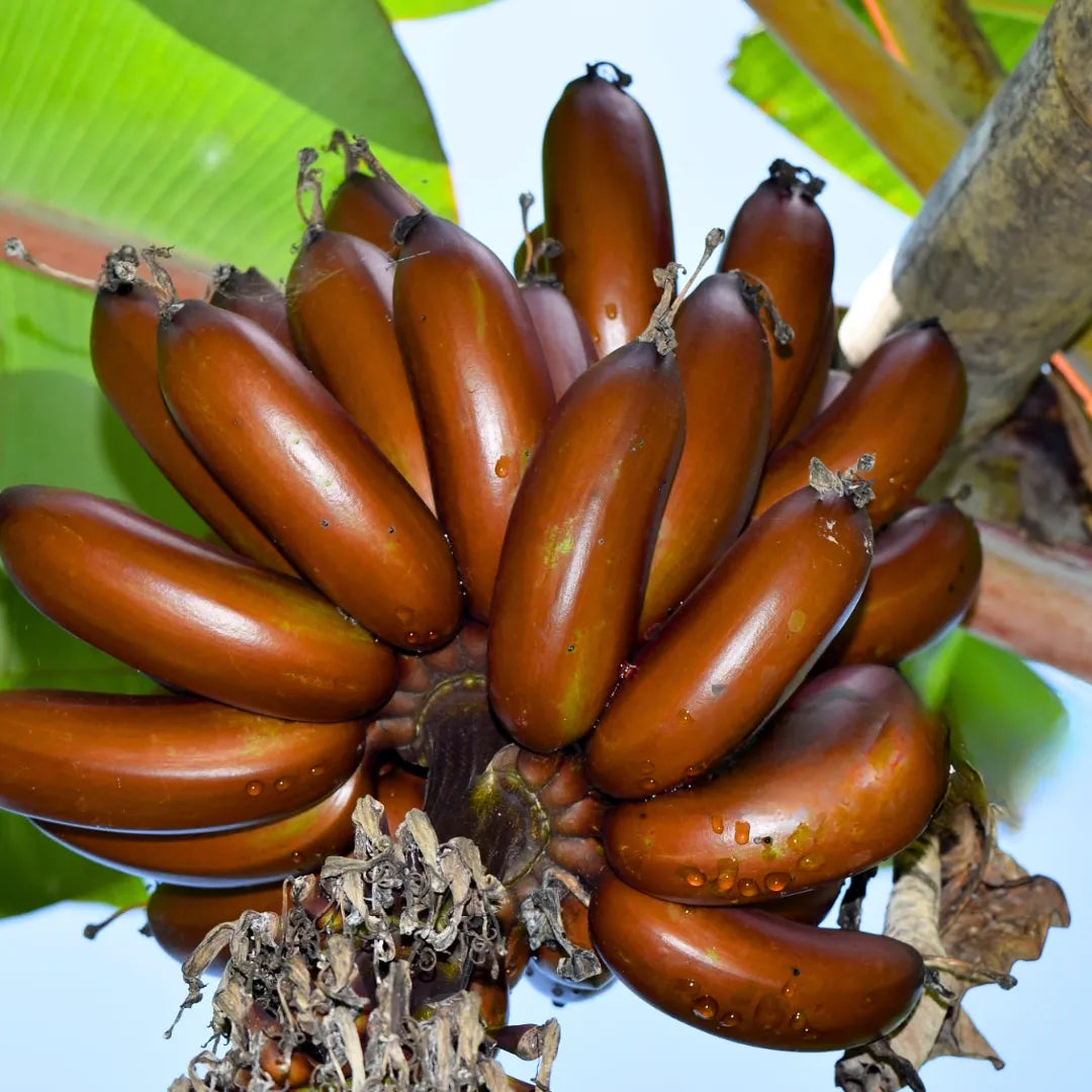 Buy Musa Acuminata "Red Dacca" - Plant Online at Lalitenterprise