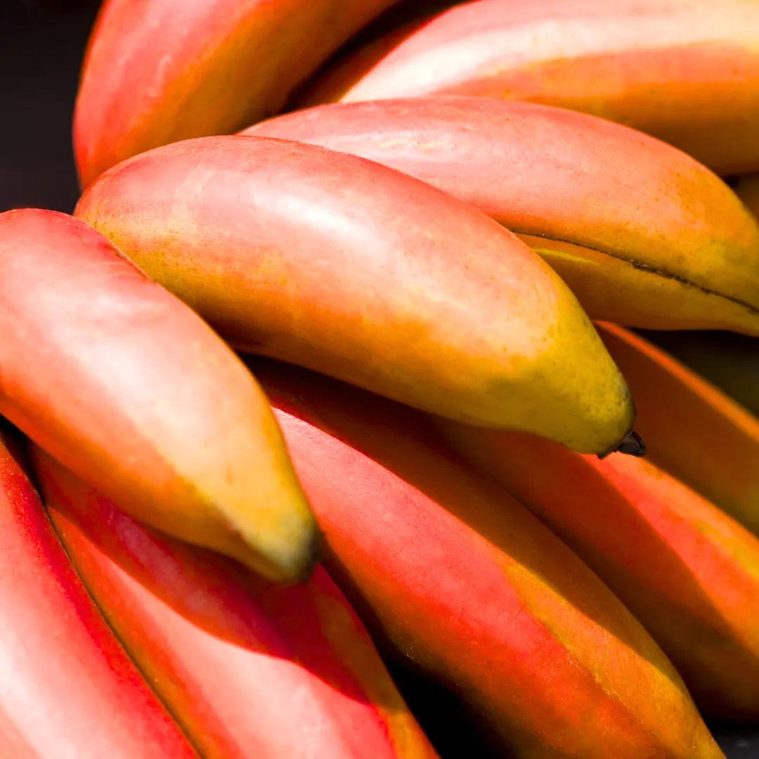 Buy Red Banana - Plant Online at Lalitenterprise