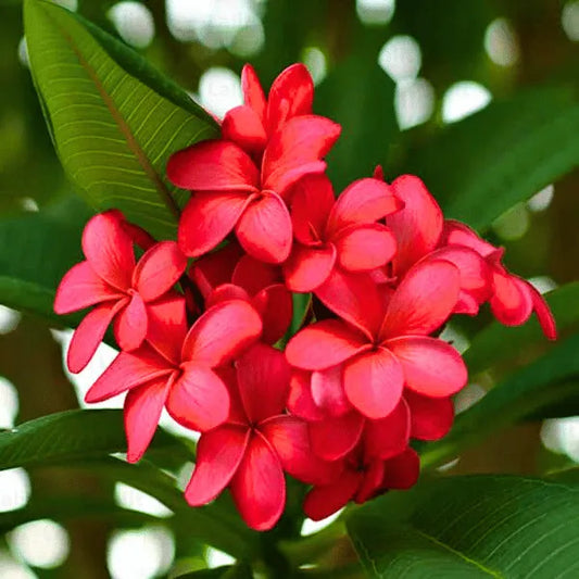 Buy Red Frangipani | Red Champa | Plumeria Alba (Red) Online at Lalitenterprise