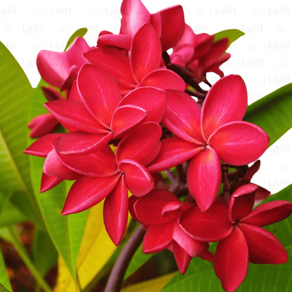 Buy Plumeria Alba (Red) - Plant Online at Lalitenterprise