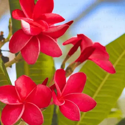 Buy Red Frangipani | Red Champa | Plumeria Alba (Red) Online at Lalitenterprise