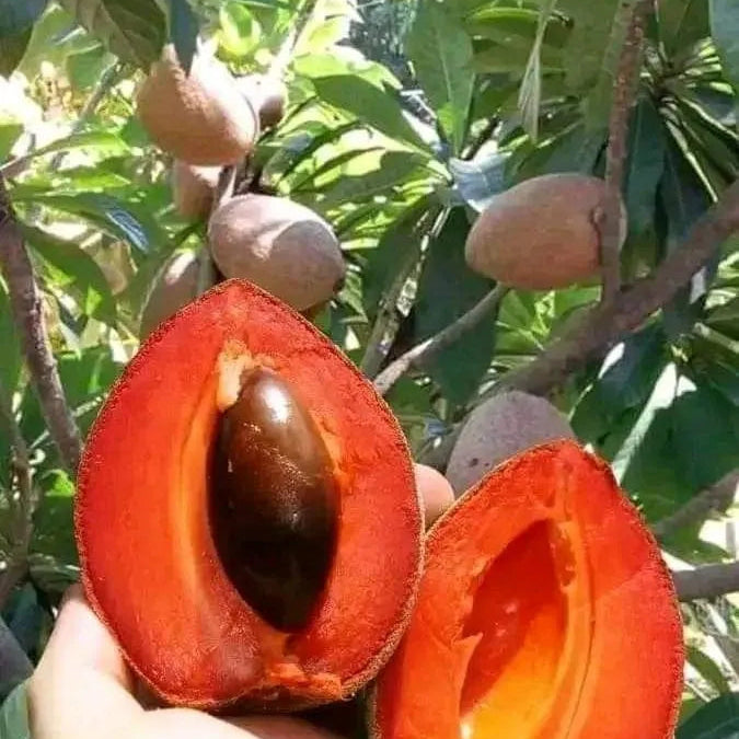 Buy Red Chiku (Manilkara Zapota) "Red Sapota" - Plant Online at Lalitenterprise