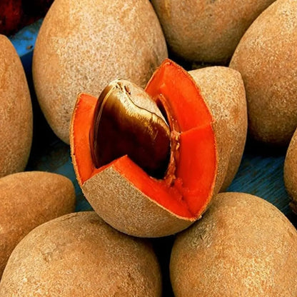 Buy Red Chiku (Manilkara Zapota) "Red Sapota" - Plant Online at Lalitenterprise