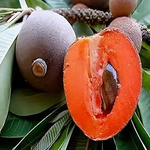 Buy Red Chiku (Manilkara Zapota) "Red Sapota" - Plant Online at Lalitenterprise
