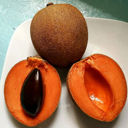 Buy Red Chiku (Manilkara Zapota) "Red Sapota" - Plant Online at Lalitenterprise