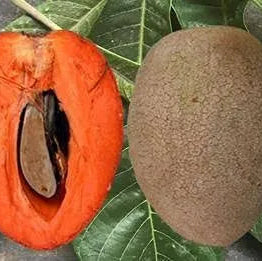 Buy Red Chiku (Manilkara Zapota) "Red Sapota" - Plant Online at Lalitenterprise