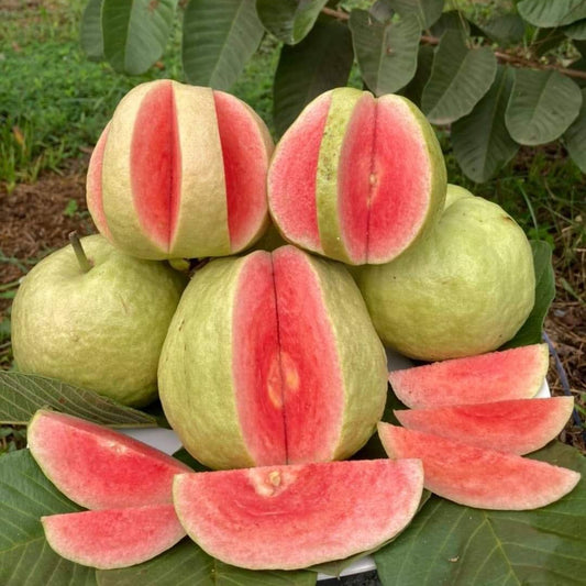Buy Red Diamond Guava (Psidium Guajava 'Red Diamond') - Plant Online at Lalitenterprise