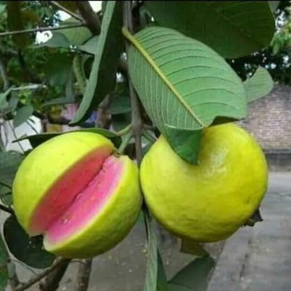 Buy Red Diamond Guava (Psidium Guajava 'Red Diamond') - Plant Online at Lalitenterprise