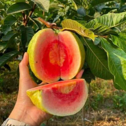 Buy Red Diamond Guava (Psidium Guajava 'Red Diamond') - Plant Online at Lalitenterprise