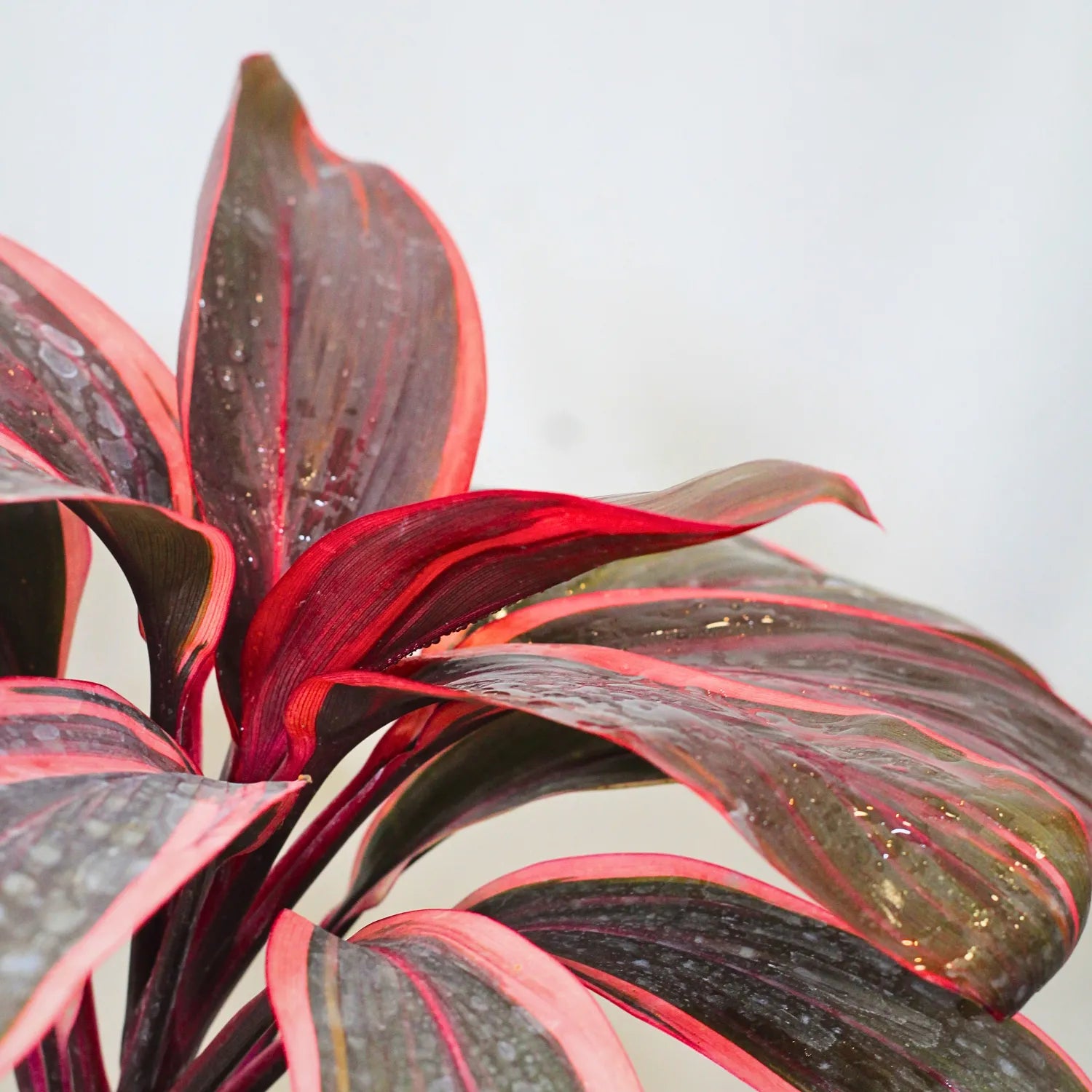 Buy Red Dracaena, Cordyline 'Red Sister' - Plant Online at Lalitenterprise