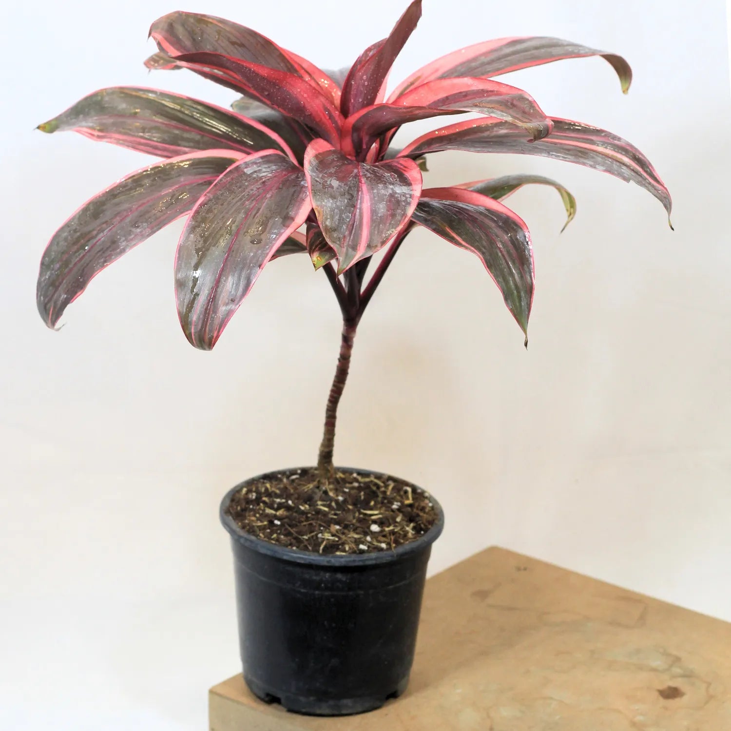 red sister plant care indoors Red Dracaena, Cordyline 'Red Sister'