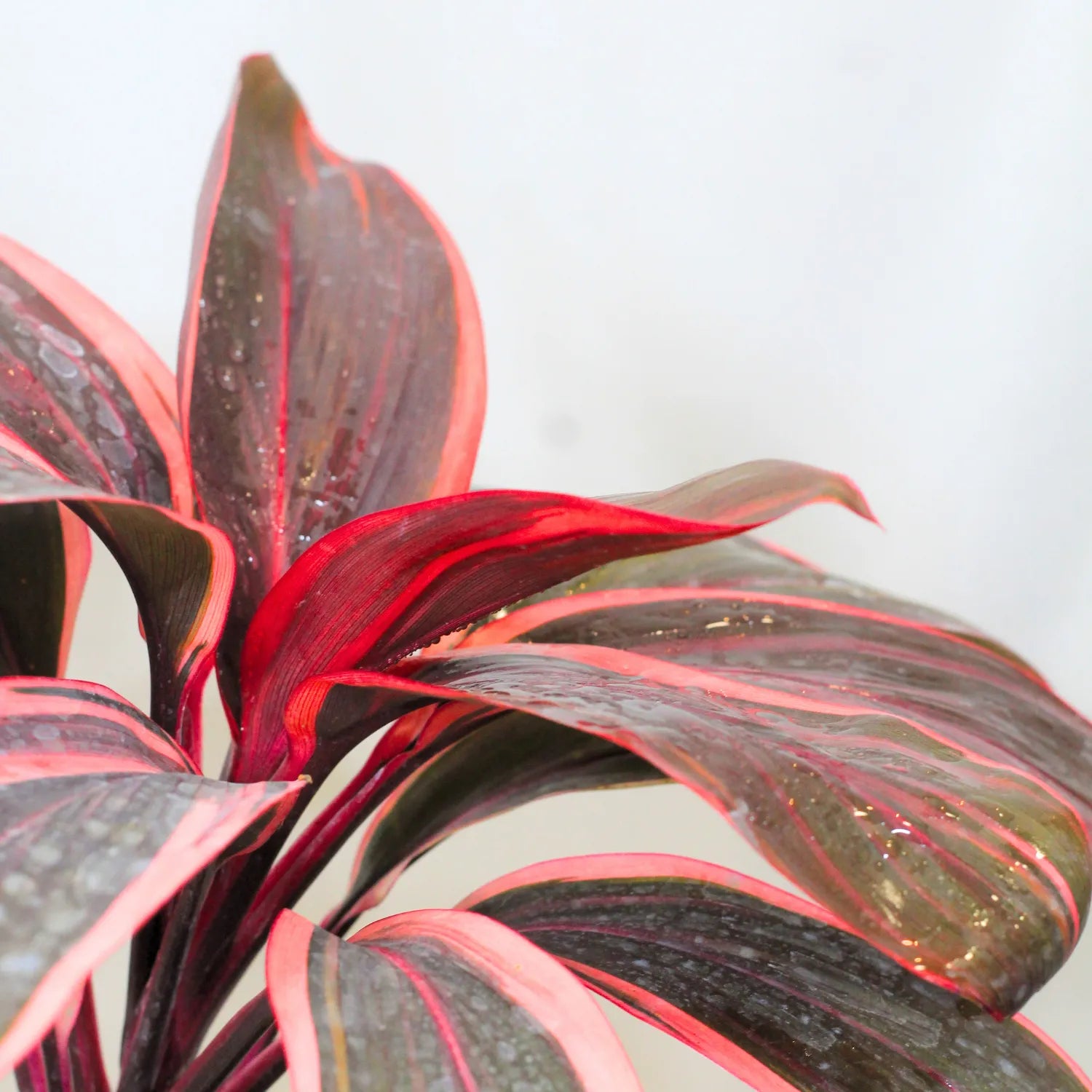 dracaena rubra Red Dracaena, Cordyline 'Red Sister'
