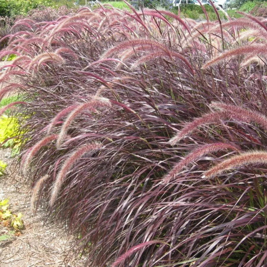 Buy Red Fountain Grass (Pennisetum Setaceum Rubrum) - Plant Online at Lalitenterprise