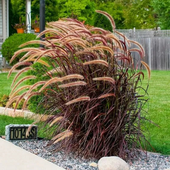 Buy Red Fountain Grass (Pennisetum Setaceum Rubrum) - Plant Online at Lalitenterprise