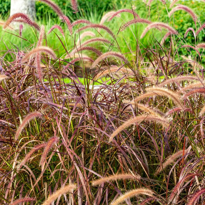 Buy Red Fountain Grass (Pennisetum Setaceum Rubrum) - Plant Online at Lalitenterprise
