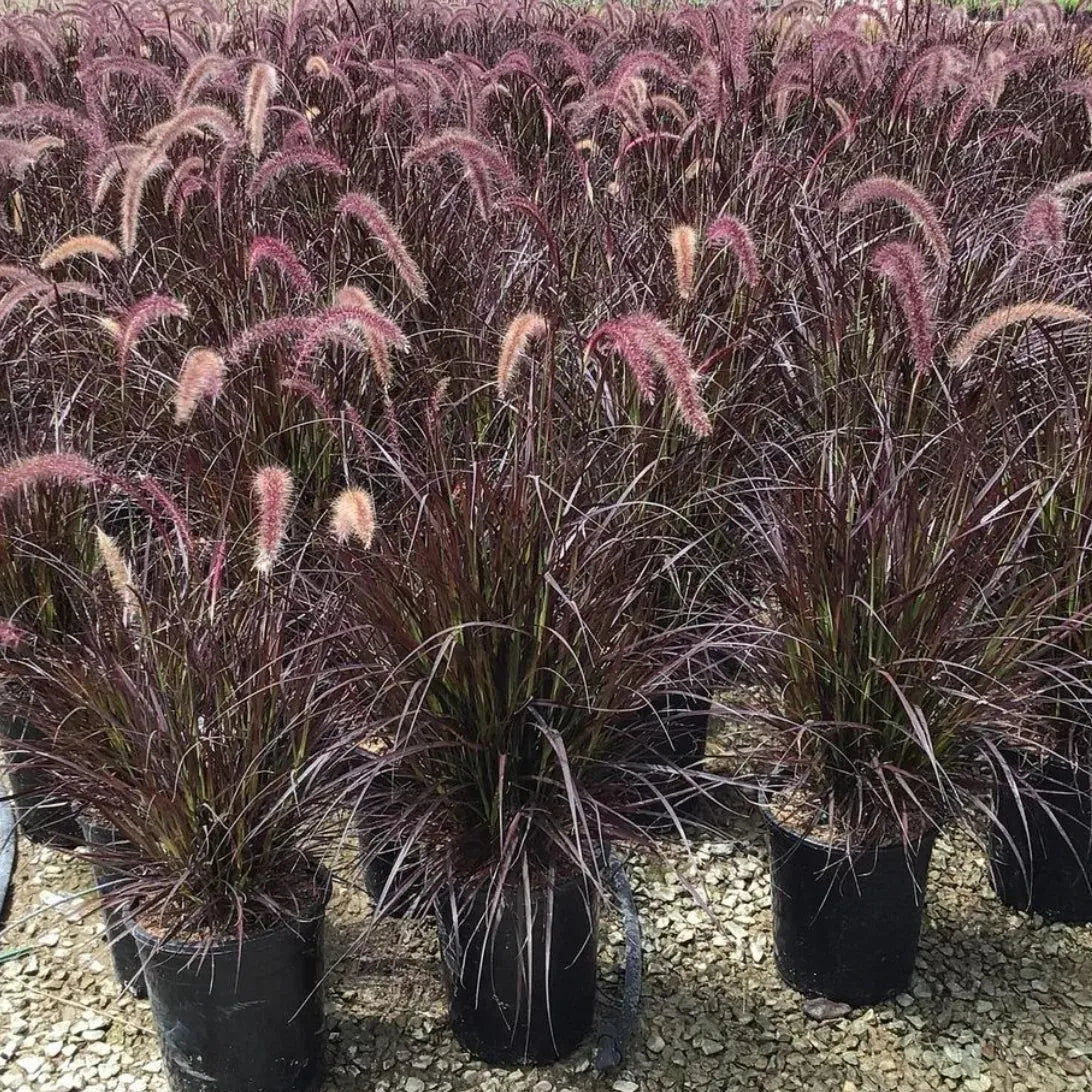 Buy Red Fountain Grass (Pennisetum Setaceum Rubrum) - Plant Online at Lalitenterprise