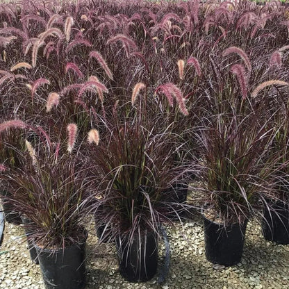 Buy Red Fountain Grass (Pennisetum Setaceum Rubrum) - Plant Online at Lalitenterprise