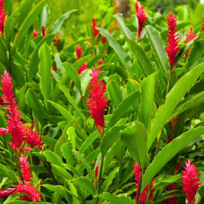 Buy Red Ginger (Alpinia Purpurata) - Plant Online at Lalitenterprise