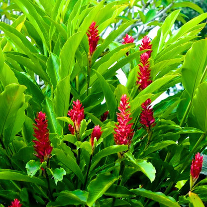 Buy Red Ginger (Alpinia Purpurata) - Plant Online at Lalitenterprise