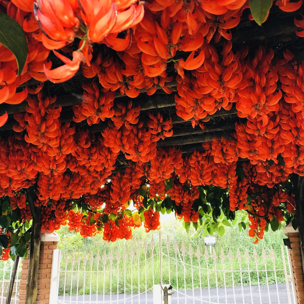 Buy Red Jade Vine (Mucuna Bennettii) - Plant Online at Lalitenterprise