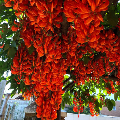 Buy Red Jade Vine (Mucuna Bennettii) - Plant Online at Lalitenterprise