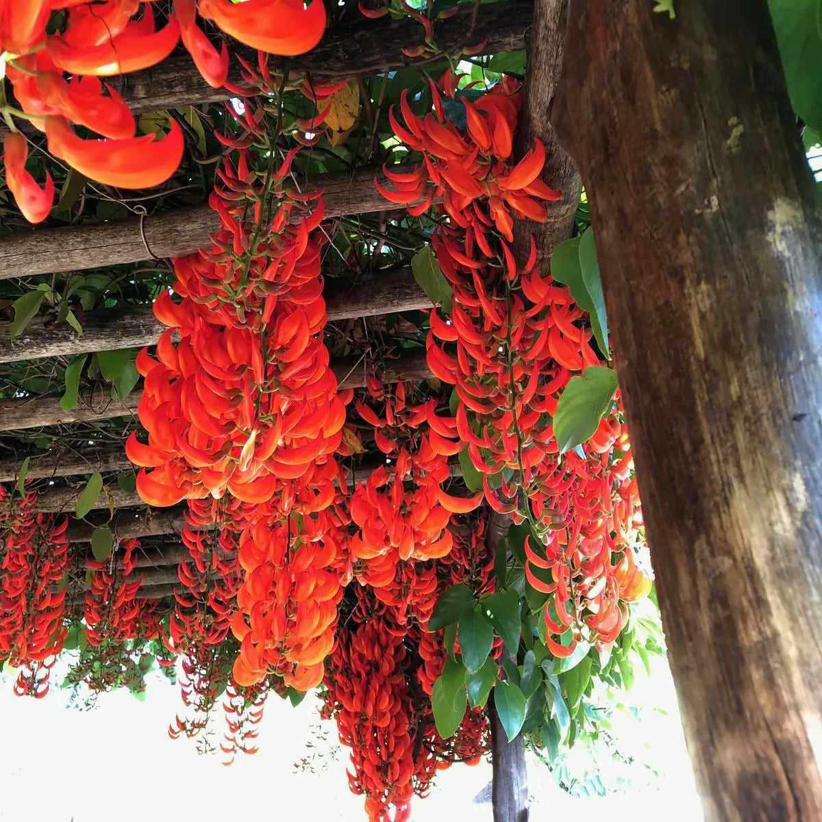 Buy Red Jade Vine (Mucuna Bennettii) - Plant Online at Lalitenterprise