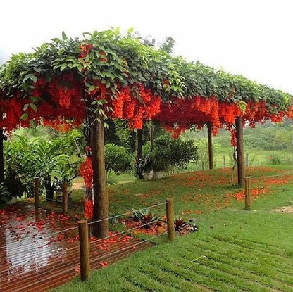 Buy Red Jade Vine (Mucuna Bennettii) - Plant Online at Lalitenterprise