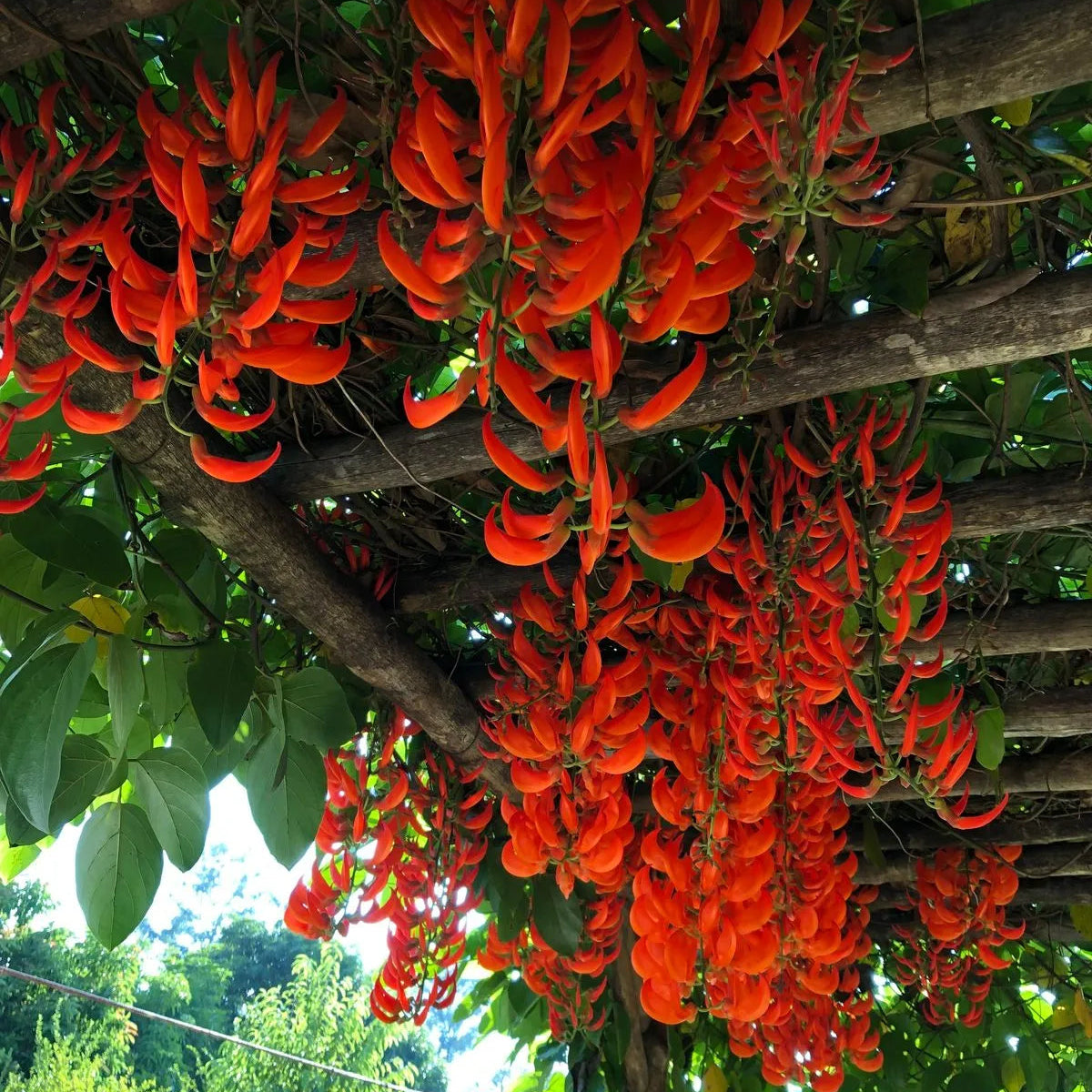 Buy Red Jade Vine (Mucuna Bennettii) - Plant Online at Lalitenterprise