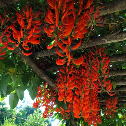 Buy Red Jade Vine (Mucuna Bennettii) - Plant Online at Lalitenterprise