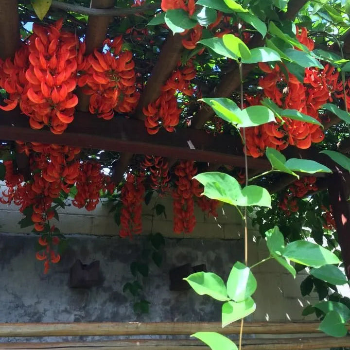 Buy Red Jade Vine (Mucuna Bennettii) - Plant Online at Lalitenterprise