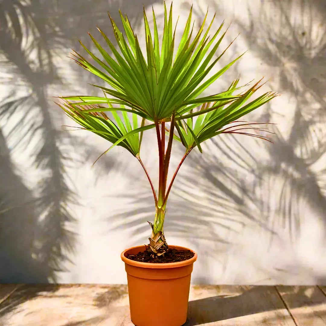 Buy Red Latania Palm (Latania Lontaroides) - Plant Online at Lalitenterprise