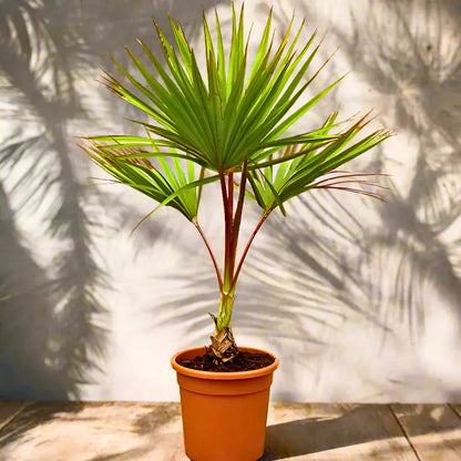 Buy Red Latania Palm (Latania Lontaroides) - Plant Online at Lalitenterprise