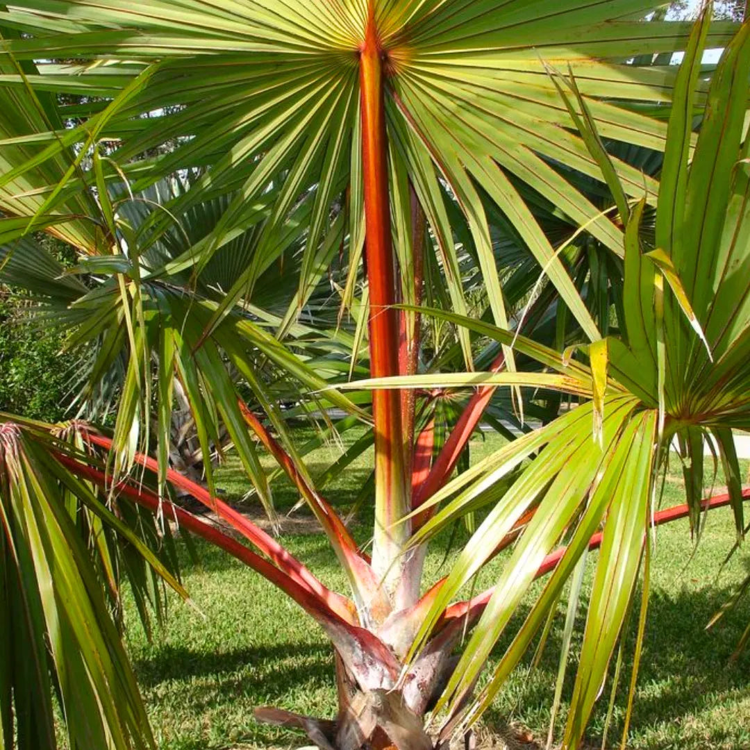 Buy Latania Lontaroides - Plant Online at Lalitenterprise