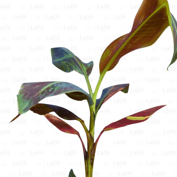 Buy Siam Ruby Musa Acuminata Plant  Online at Lalitenterprise