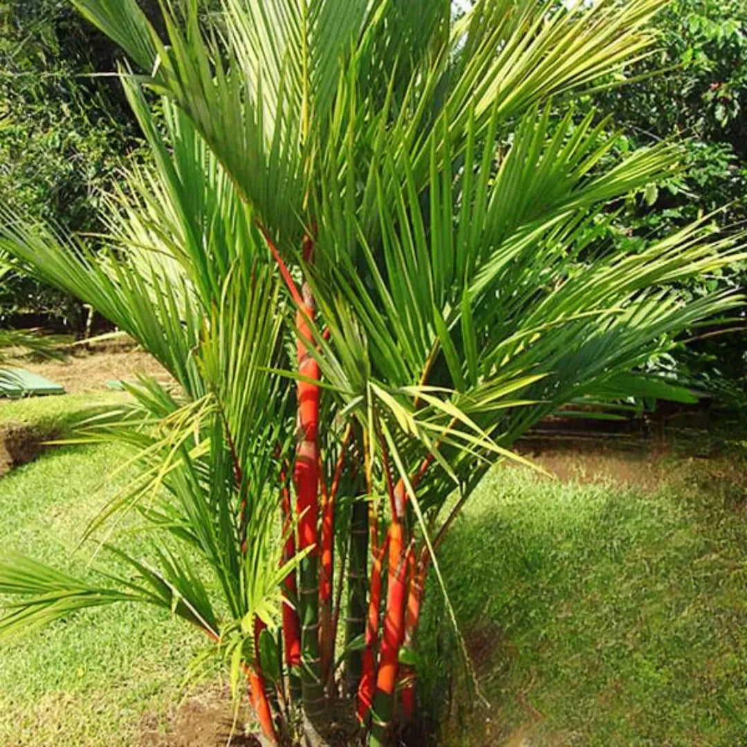 red palms plants Red Palm (Cyrtostachys Renda Alba)
