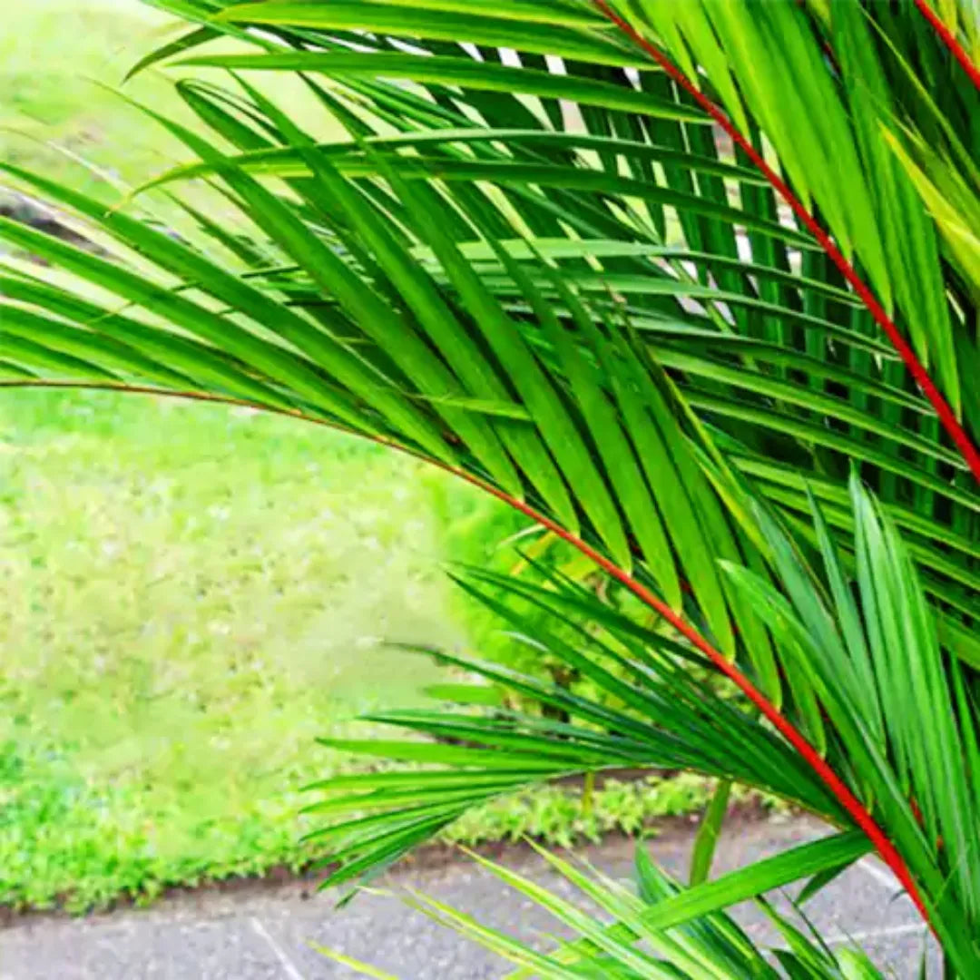Buy Red Palm - Plant Online at Lalitenterprise