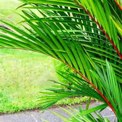 Buy Red Palm - Plant Online at Lalitenterprise
