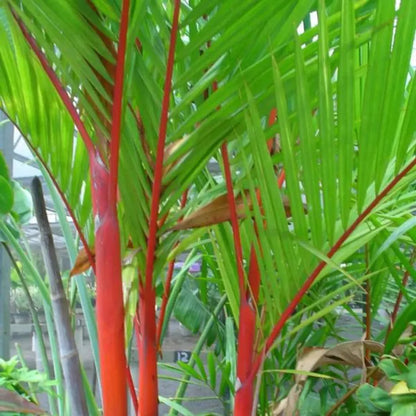 Buy Red Palm (Cyrtostachys Renda Alba) - Plant Online at Lalitenterprise