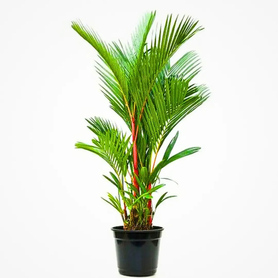 Buy Red Palm (Cyrtostachys Renda Alba) - Plant Online at Lalitenterprise