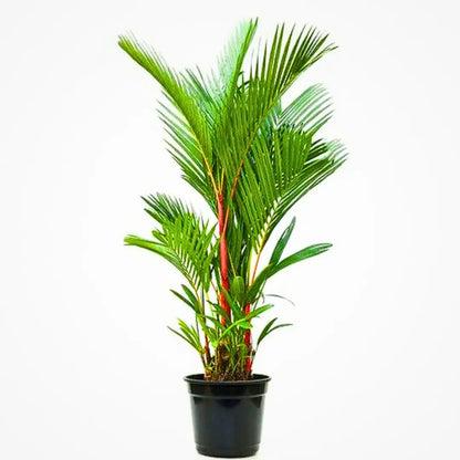 Buy Red Palm (Cyrtostachys Renda Alba) - Plant Online at Lalitenterprise