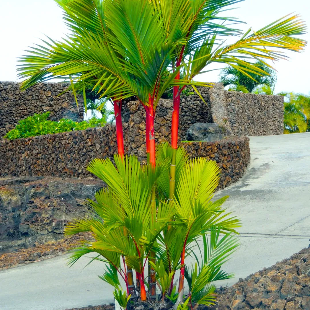 red and green palm plant Red Palm (Cyrtostachys Renda Alba)
