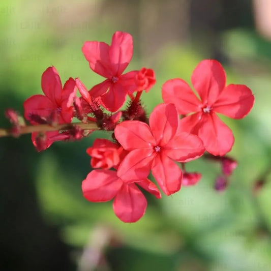 Buy Plumbago Red (Plumbago Indica) - Plant Online at Lalitenterprise