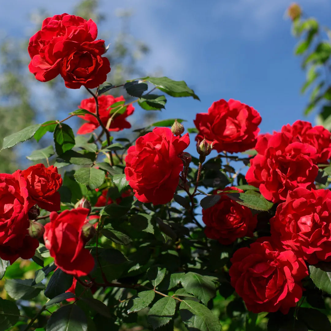 Buy Red Rose "Laal Gulab" – Plant Online at Lalitenterprise