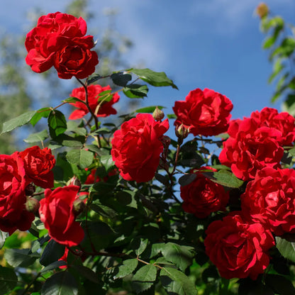 Buy Red Rose "Laal Gulab" – Plant Online at Lalitenterprise