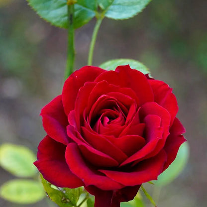 Mooloolaba Reds Roses Red Rose