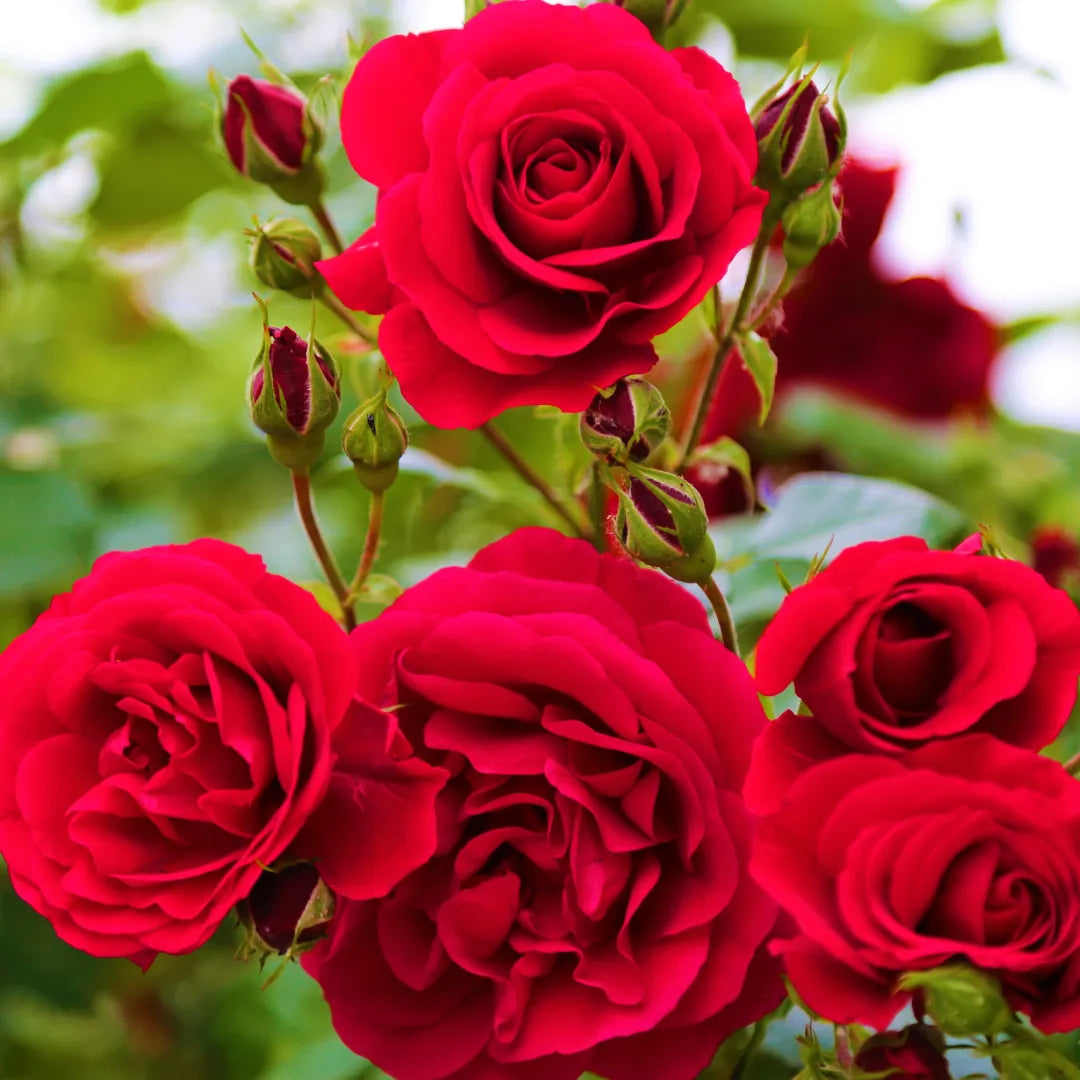 Buy Red Rose – Plant Online at Lalitenterprise